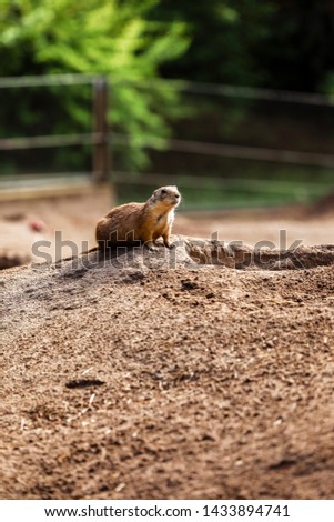 Two Marmota. Cute wild Gopher standing in green grass. Observing young ground squirrel stands guard in wild nature. Curious european suslik posing to photographer. little sousliks observing