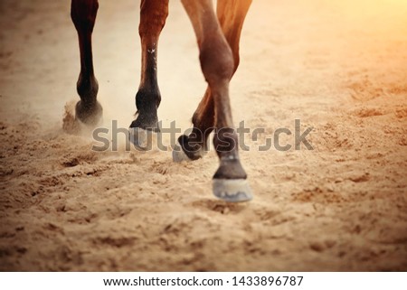Dust under the horse's hooves. Legs of a galloping horse. Royalty-Free Stock Photo #1433896787