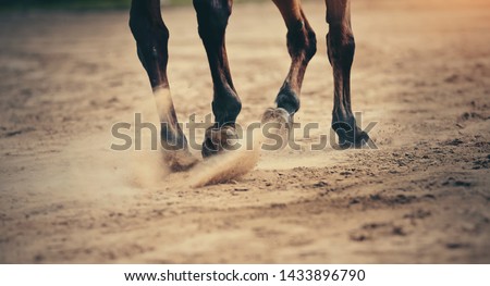 Dust under the horse's hooves. Legs of a galloping horse. Royalty-Free Stock Photo #1433896790