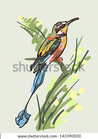 vector drawing of the bird