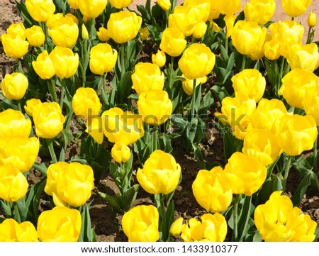The plot is planted with blooming bright yellow tulips. Spring, sunny day.