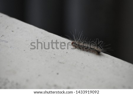 Caterpillar moving on a wall