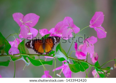  
 Beautiful Portrait of The Plain Tiger Butterfly on the Flower Plants in a soft green blurry background