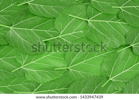 fresh green mulberry leaves as nature background         