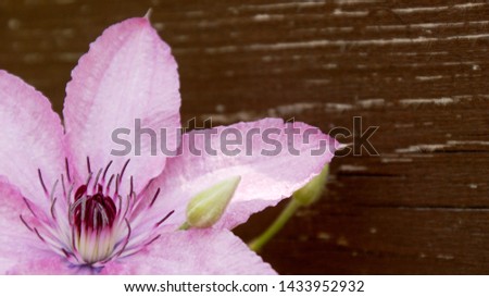 close-up of pink flower clematis with six petals and a core on a wooden fence background on a Sunny summer day
