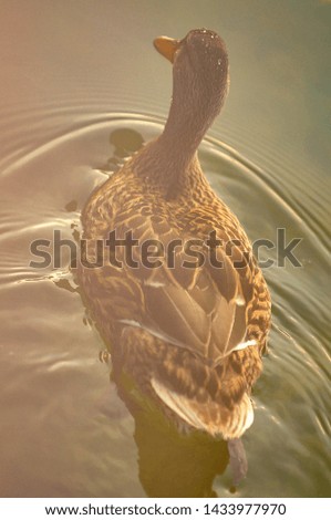 Duck swimming in a pond during sunset