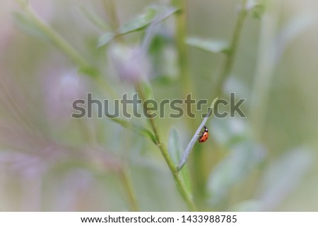 photo of a ladybug sitting on a burdock flower. Picture taken in cold tones with a beautiful blurry background