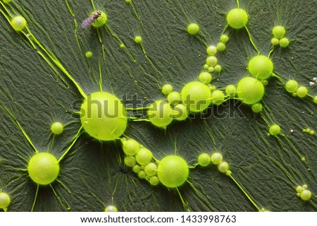 Cyanobacteria, also known as Cyanophyta on water surface.  Can produce neurotoxins a other toxins.   Algal blooms, which can become a danger to humans and animals. Royalty-Free Stock Photo #1433998763