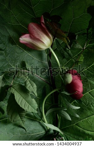 red tulip and peony on the background of a large botanical leaf