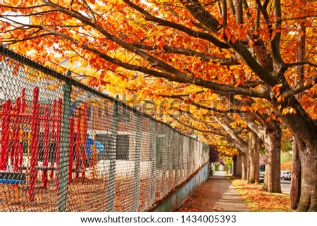 An alley between the school yard and mature maple trees featuring colorful fall foliage in Seattle WA. Fall concept.