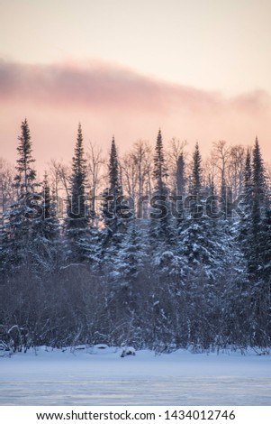 Portrait photo of large black spruce trees covered in snow lined up along a frozen river bank with a colorful sunset in the background. Shot in Abitibi, Quebec, Canada. 