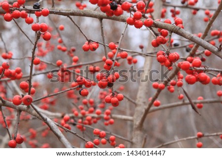 Red Berries on Limbs in the WInter in Arkansas