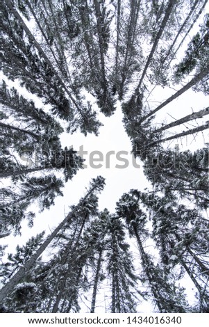Portrait photo of black spruce treetops shot from the ground looking up on a cold winter afternoon with white sky in the background. Shot in Amos, Abitibi, Quebec, Canada.
