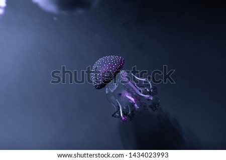Jellifish swiming in dark water close-up photography
