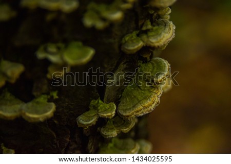 Green and brown fungus growing on a rotting log
