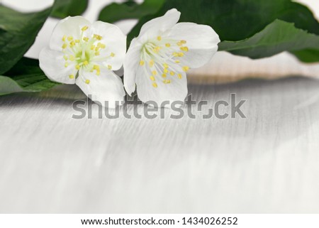 Twig with flowers of philadelphus somewhere called jasmine or mock orange on a white wooden table