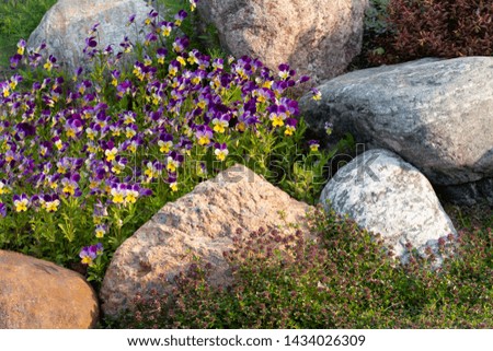 Blooming violets and other flowers in a small rockery in the summer garden