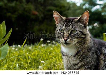 Cute tabby striped cat laying in the grass during sunset