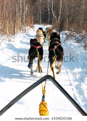 Motion blur image of Husky dogs trailing sledge for taking a tourist to see beautiful scene of the forest that fully with snow in Listvyanka village, Russia.