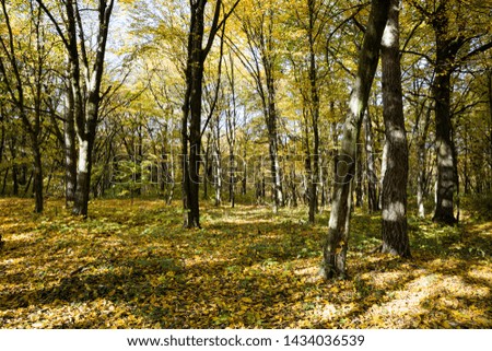 forest growing on hilly terrain during the autumn time of the year, lit by the rays of the sun in early autumn and mid-autumn