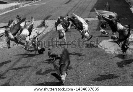 Flying pigeons, black and white