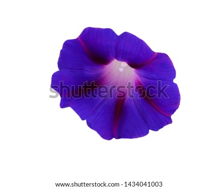 A blue morning glory or ipomoea flower isolated white