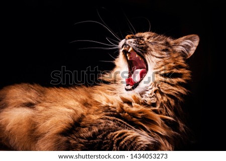 Angry cat on black background
