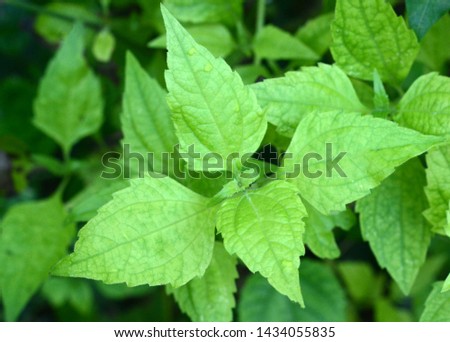 Green leaves background, Natural background and wallpaper