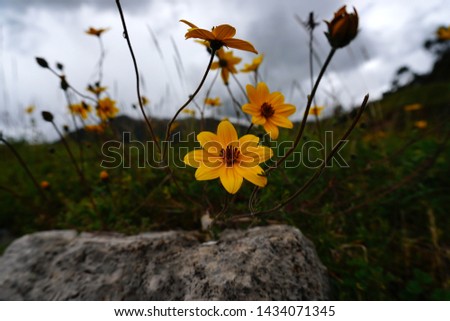 Yellow Peruvian flowers in Sacred Valley of the Incas