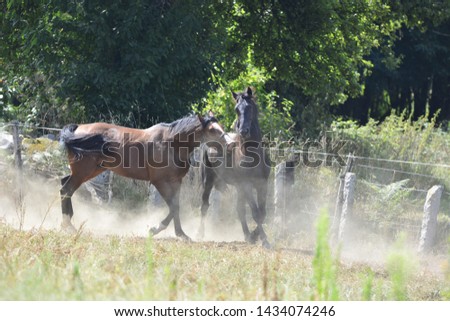 Two horses fighting in a meadow