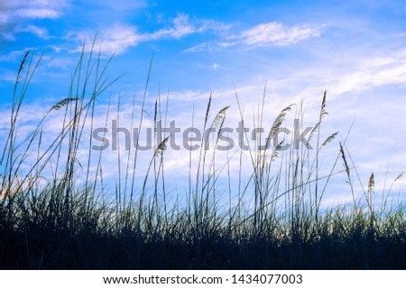 Grass growing on a sand dune with a beautiful sky in the background