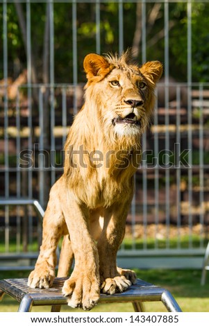 Young lion in chiangmai nightsafari chiangmai Thailand