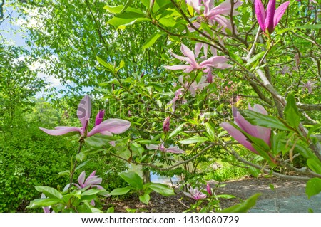 Flowering magnolia tree with white and pink flowers. Beautiful blooming spring garden on blue sky background