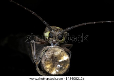 Macro Long Horned Beetle, close up