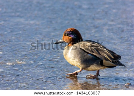 Beautiful green winged teal male duck walking on freshly frozen Burnaby Lake, Vancouver, BC, Canada. Cute bird displaying it's teal wings and stunning blue and orange head . Winter picture,  ice walk