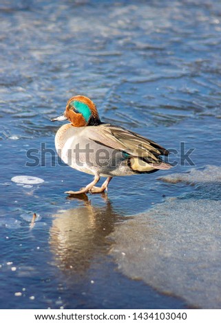 Beautiful green winged teal male duck walking on freshly frozen Burnaby Lake, Vancouver, BC, Canada. Cute bird displaying it's teal wings and stunning green and orange head . Winter picture,  ice walk