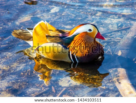 Stunning, exotic male mandarin duck in Burnaby Lake, British Columbia, Canada. Beautiful breeding plumage, displaying orange, purple, green, yellow feathers and white patches. Looking up into camera