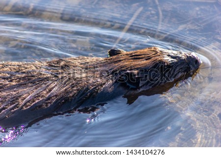 Beautiful full grown brown furred beaver in Burnaby Lake, British Columbia, Canada. Winter picture. Close up head picture of this mammal swimming in the clear water