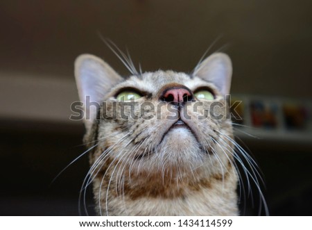 Cat look up in funny position
