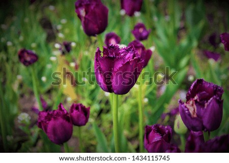 Dark Purple Tulips With Thorns