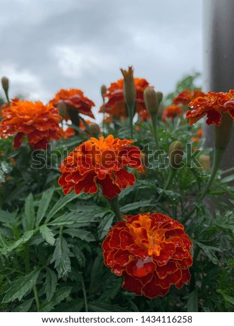 Crisp detailed image of Marigolds in a cloudy day