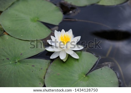 a beautiful picture of a lotus