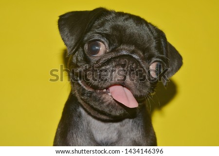 PICTURE OF A PUG PUPPY