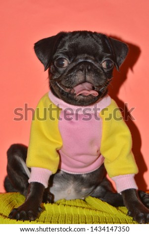 PICTURE OF A PUG PUPPY