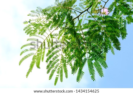 green leaves and pink flower in blue sky