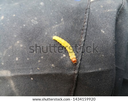 The yellow worm is on the shirt.