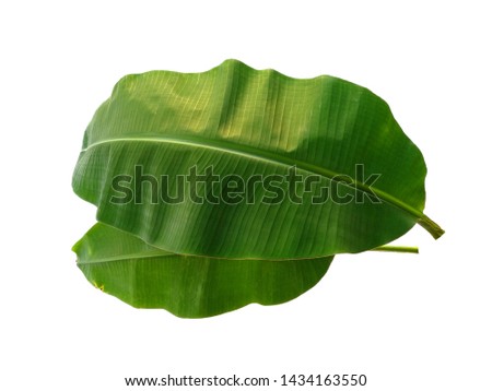 Banana leaf on white background. Banana tree with green leaves. The name of the plant is Musaceae.