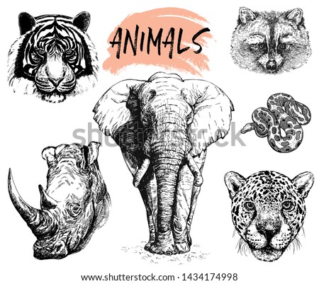 Set of hand drawn sketch style portraits of tiger, rhino, elephant, raccoon, python and leopard isolated on white background. Vector illustration.