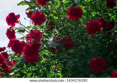 Spring flowers - a bush with beautiful red roses