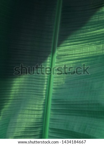 tropical banana leaf texture,close up of large palm foliage nature dark green background,The leaves of the banana tree Textured abstract background . selective and solf focus.